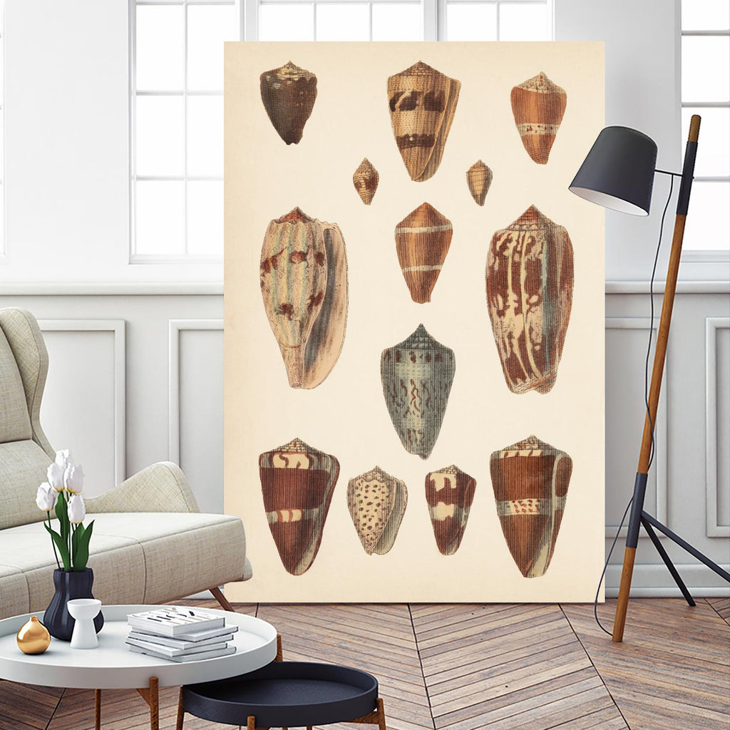 Antique Cone Shells II by Unknown on GIANT ART - beige  seashell 