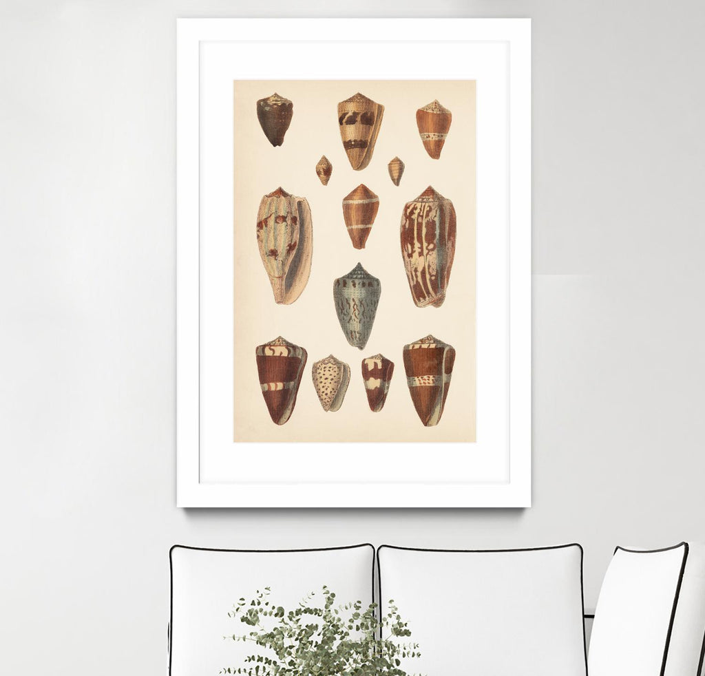 Antique Cone Shells II by Unknown on GIANT ART - coquillage beige 