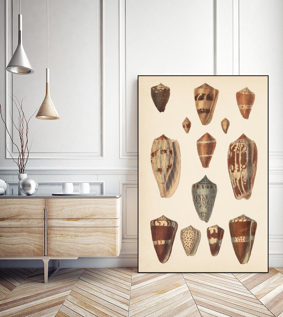 Antique Cone Shells II by Unknown on GIANT ART - coquillage beige 