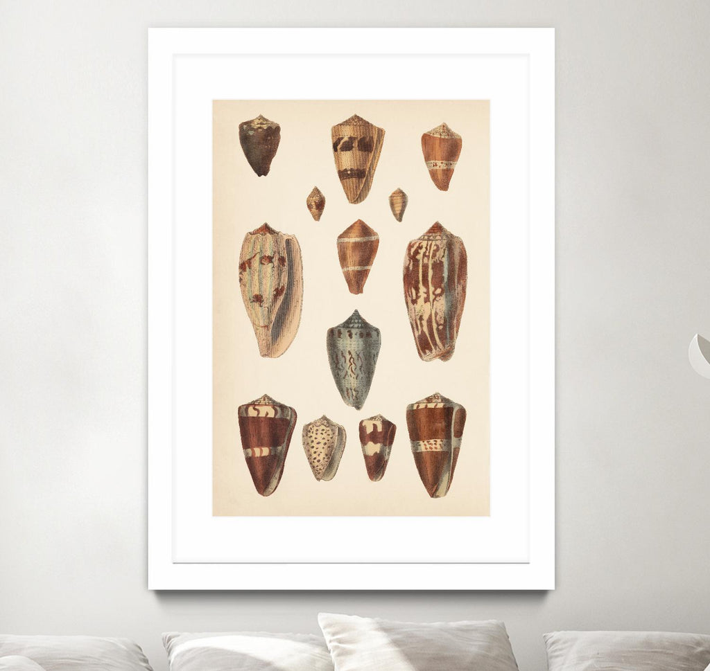 Antique Cone Shells II by Unknown on GIANT ART - beige  seashell 
