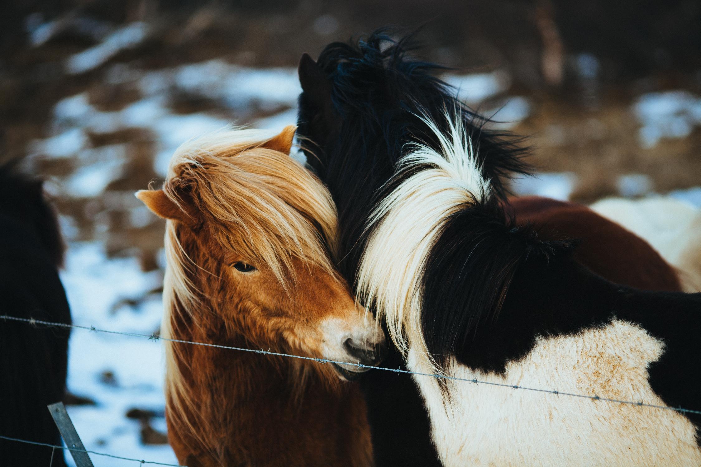 Poneys by Pexels on GIANT ART - black animals