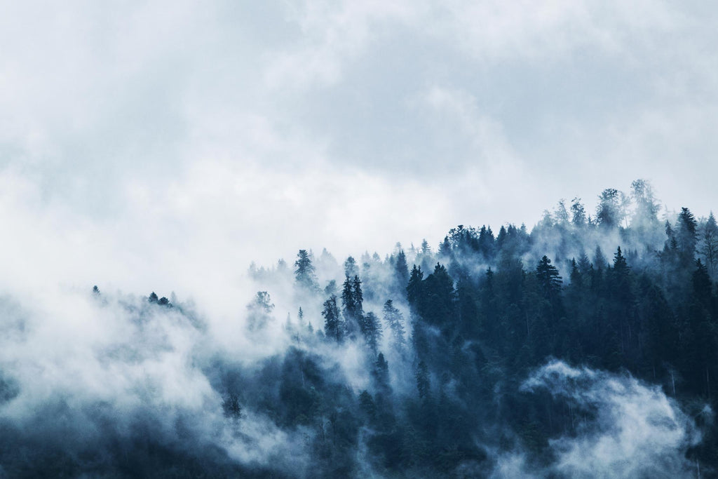 Foggy forest by Pexels on GIANT ART - white landscape