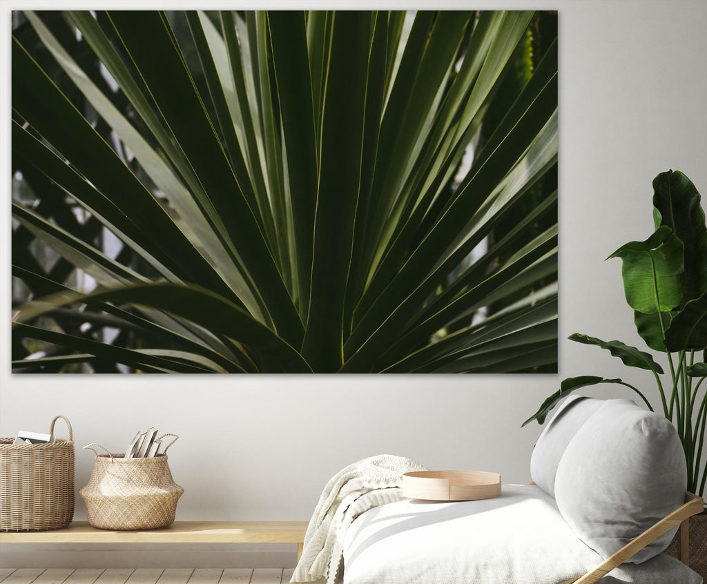 Palm by Pexels on GIANT ART - black tropical