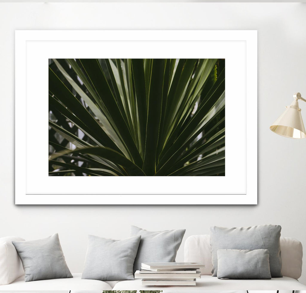 Palmier par Pexels sur GIANT ART - noir tropical