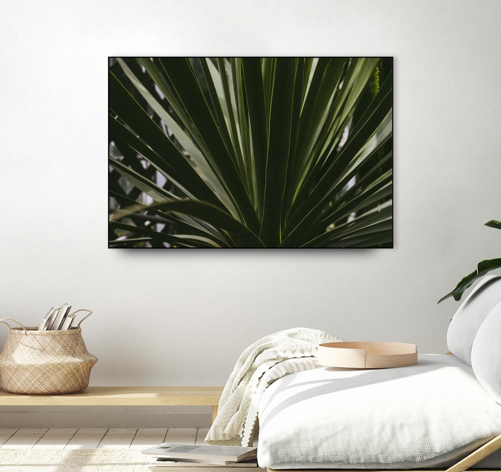 Palmier par Pexels sur GIANT ART - noir tropical