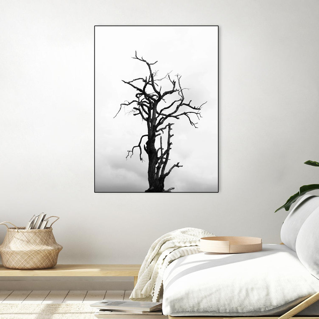 Dead tree by Pexels on GIANT ART - white trees