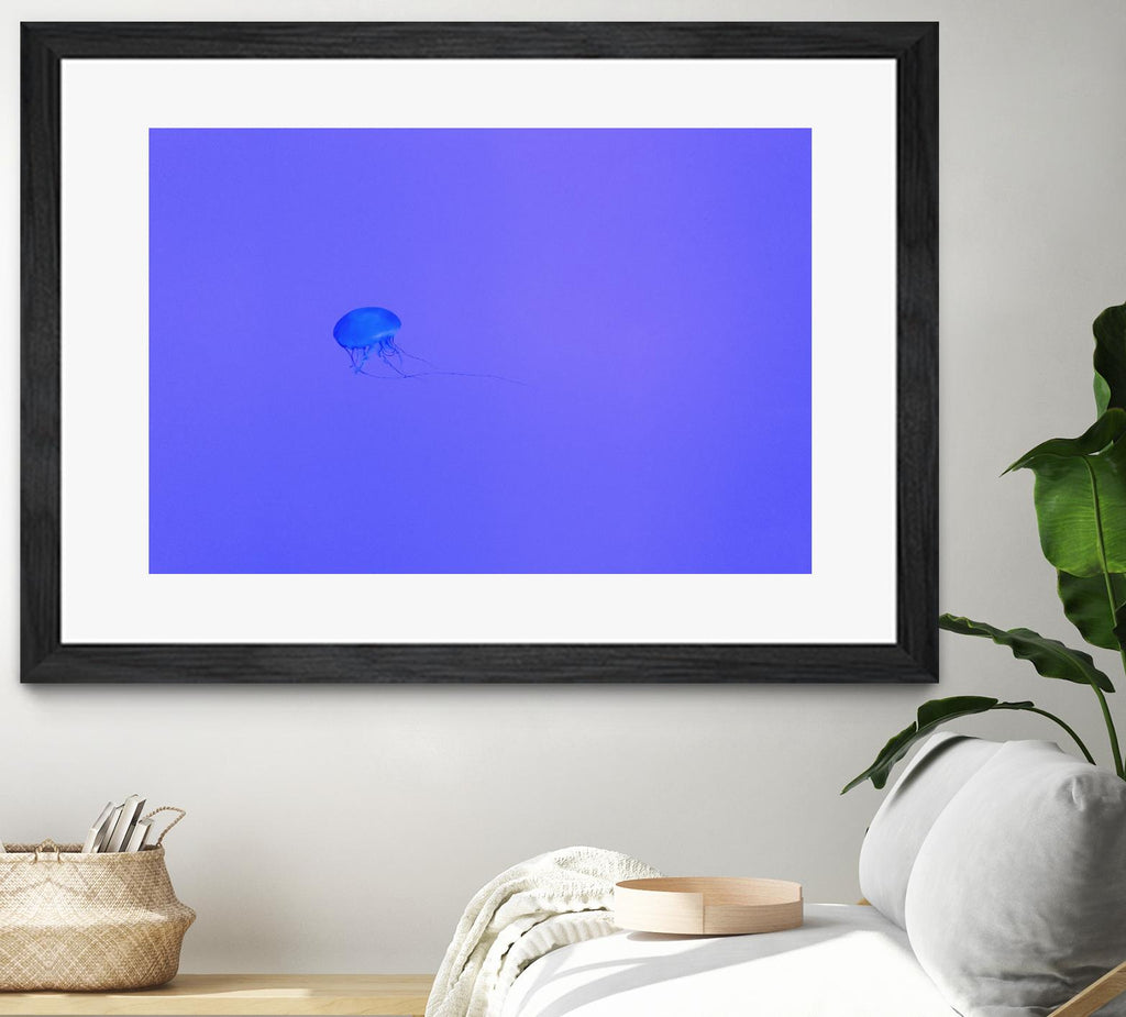 Jellyfish Jam by Pexels on GIANT ART - purple animals