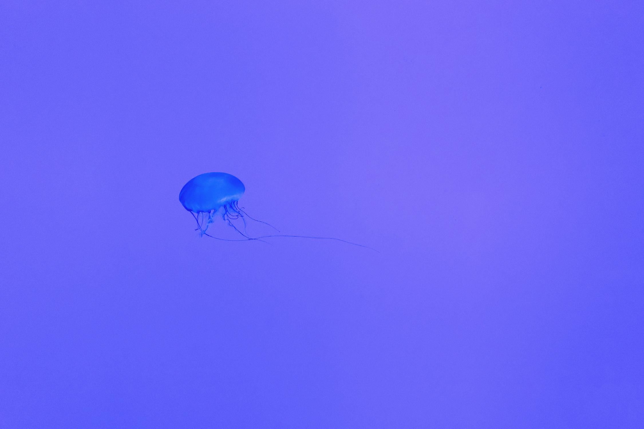 Jellyfish Jam by Pexels on GIANT ART - purple animals