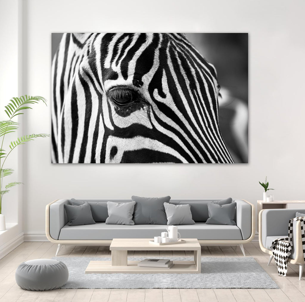 Zoomed Zebra by Pexels on GIANT ART - white animals
