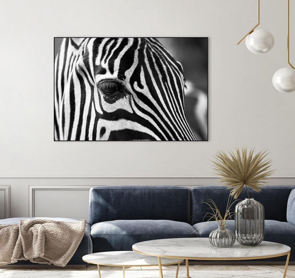 Zoomed Zebra by Pexels on GIANT ART - white animals