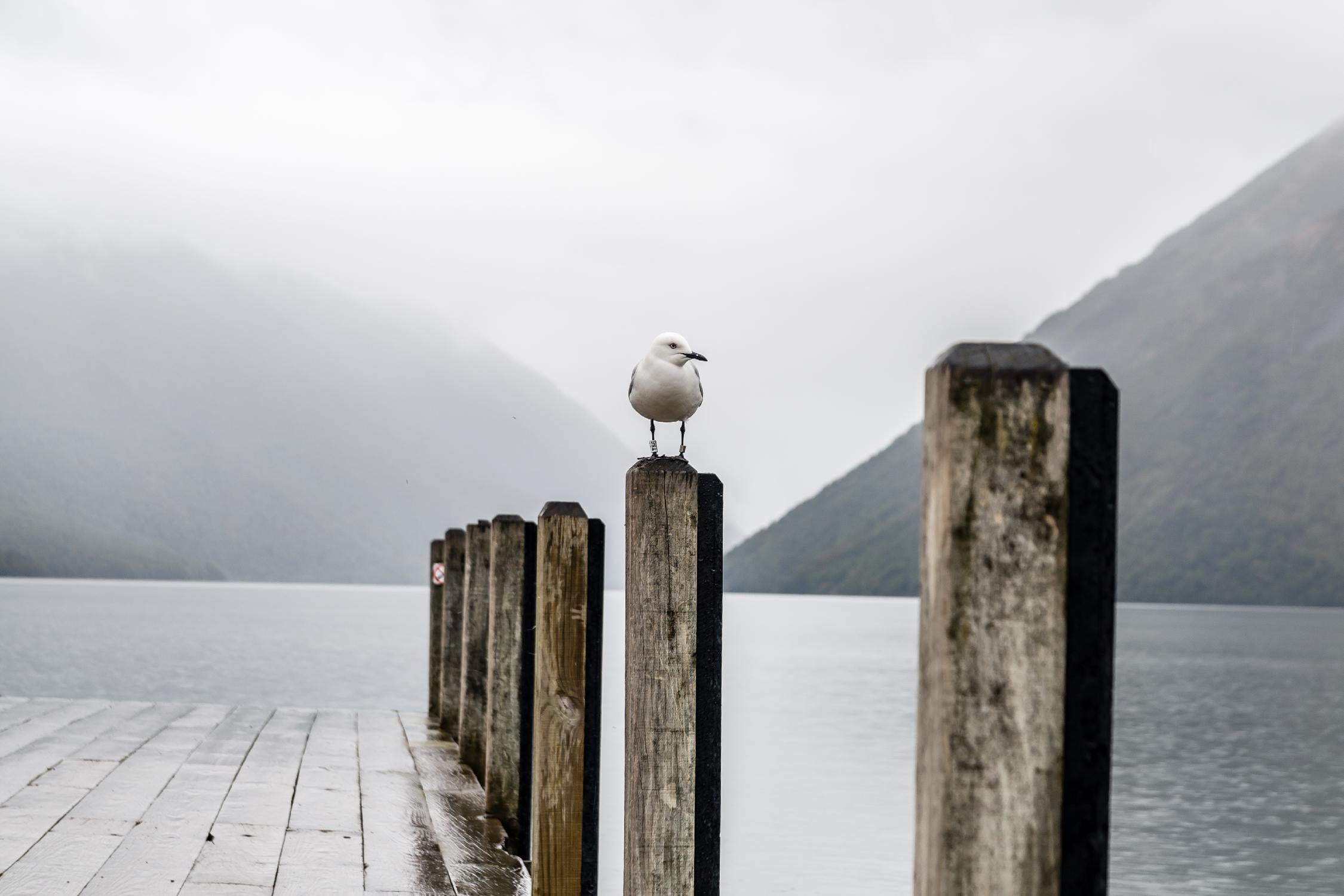 Foggy pier by Pexels on GIANT ART - white nautical