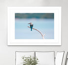 Bird on a branch by Pexels on GIANT ART - white animals