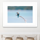 Bird on a branch by Pexels on GIANT ART - white animals