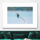 Bird on a branch by Pexels on GIANT ART - white animals