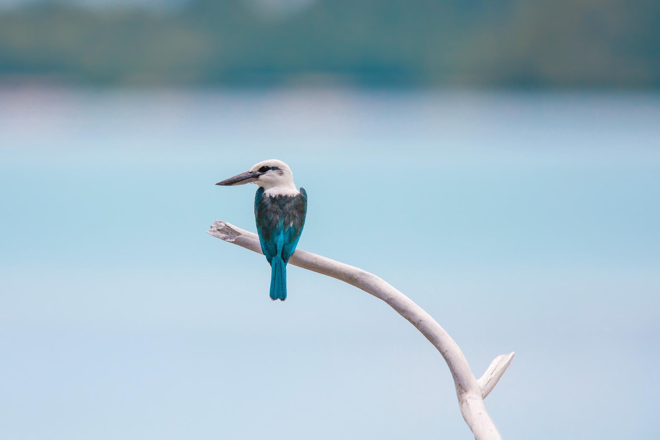 Bird on a branch by Pexels on GIANT ART - white animals