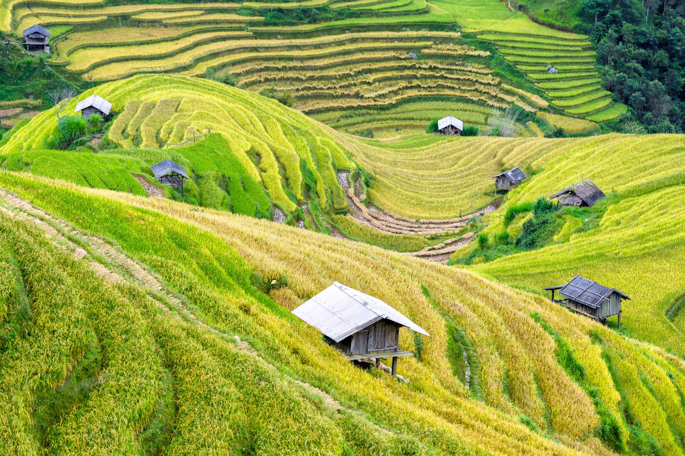 Paddy field valley by Pexels on GIANT ART - yellow landscape