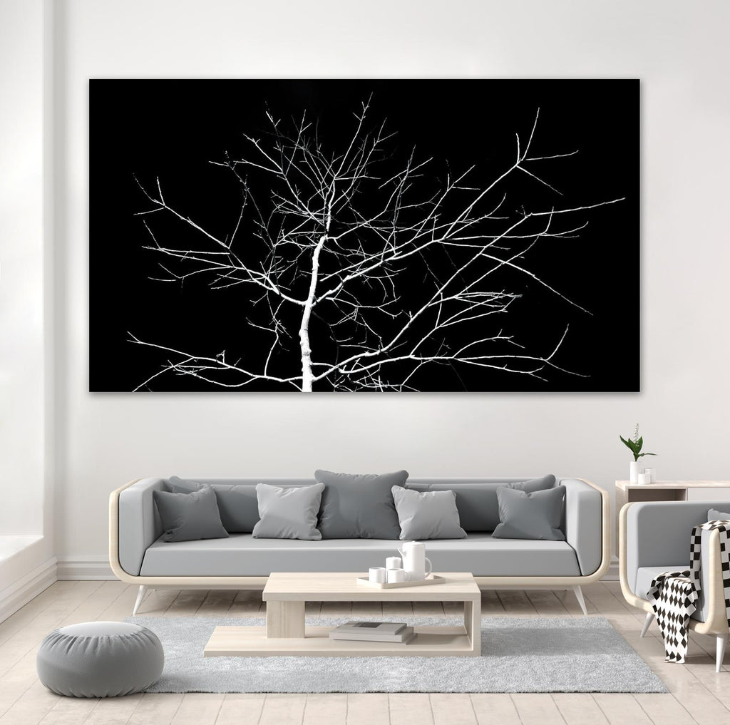 White Tree by Pexels on GIANT ART - white trees