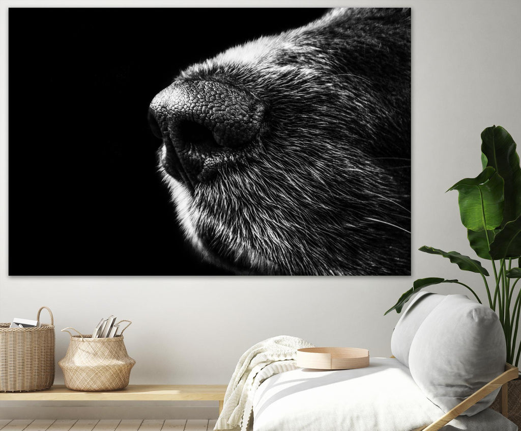 Dog nose by Pexels on GIANT ART - white animals