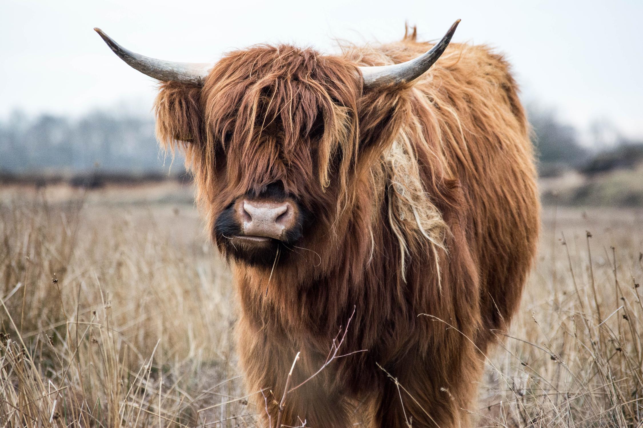 Grazing par Pexels sur GIANT ART - animaux noirs