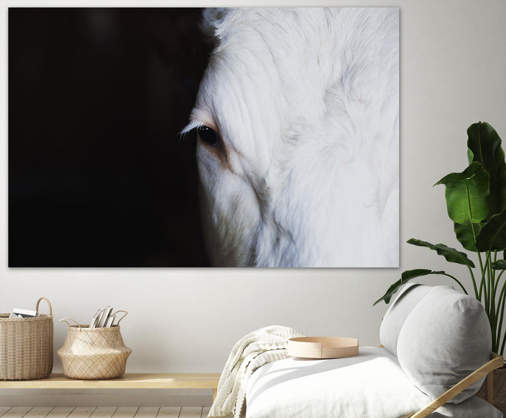 Marguerite by Pexels on GIANT ART - white animals