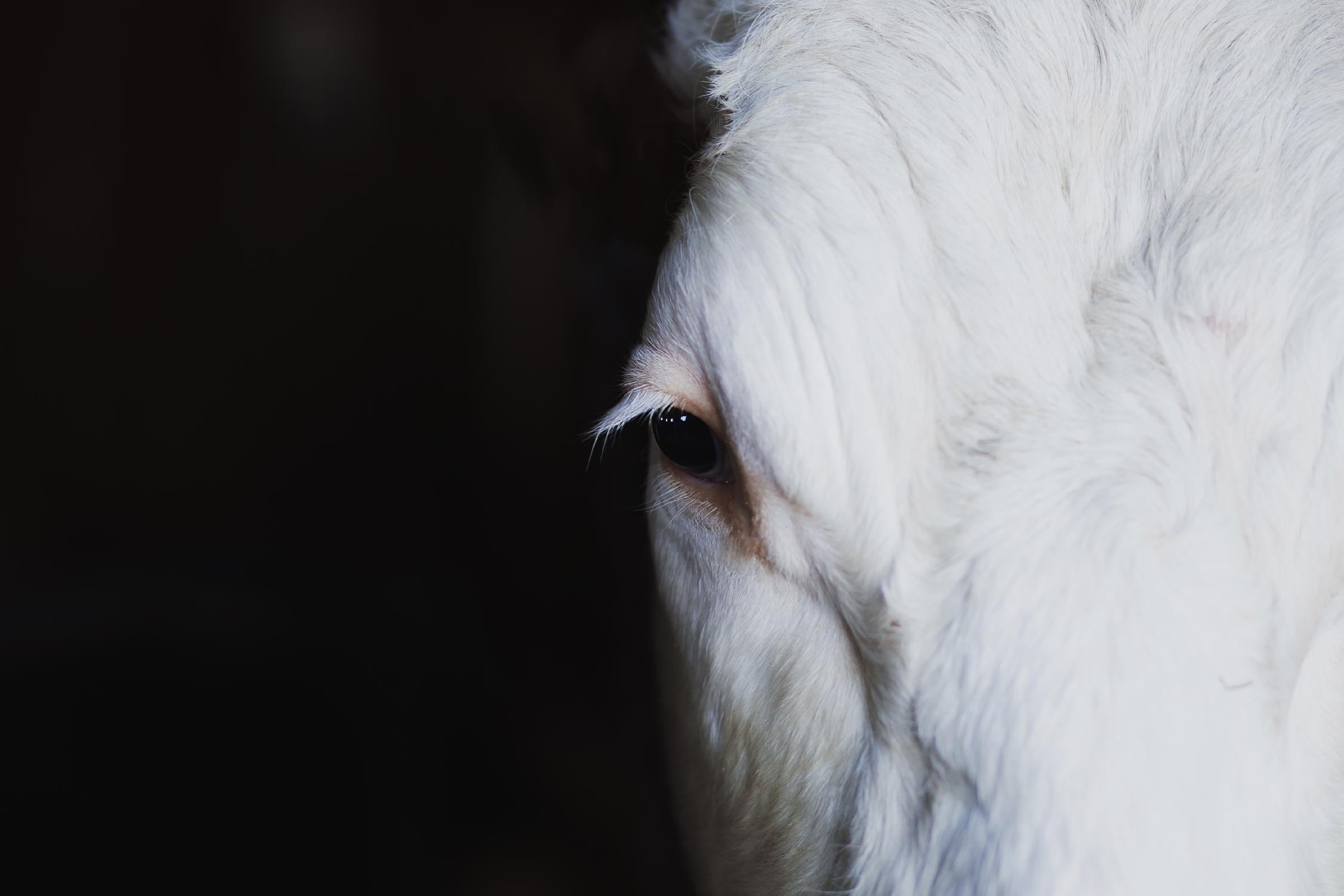 Marguerite par Pexels sur GIANT ART - animaux blancs