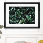 Colored leaves by Pexels on GIANT ART - white botany