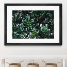 Colored leaves by Pexels on GIANT ART - white botany