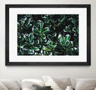 Colored leaves by Pexels on GIANT ART - white botany