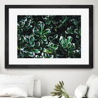 Colored leaves by Pexels on GIANT ART - white botany