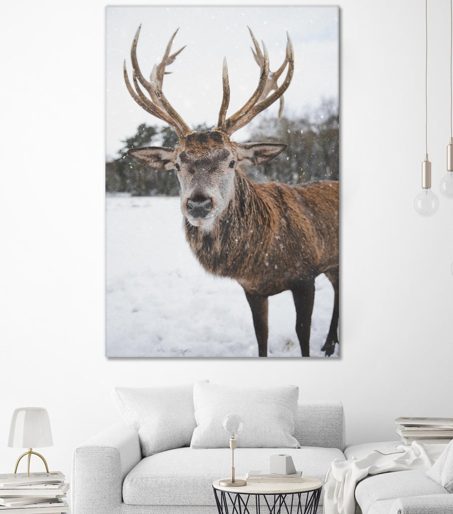 Deer by Pexels on GIANT ART - white animals