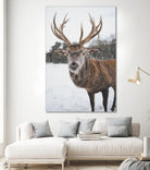 Deer by Pexels on GIANT ART - white animals