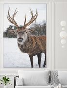 Deer by Pexels on GIANT ART - white animals