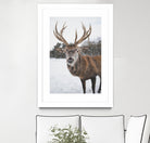 Deer by Pexels on GIANT ART - white animals