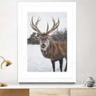 Deer by Pexels on GIANT ART - white animals