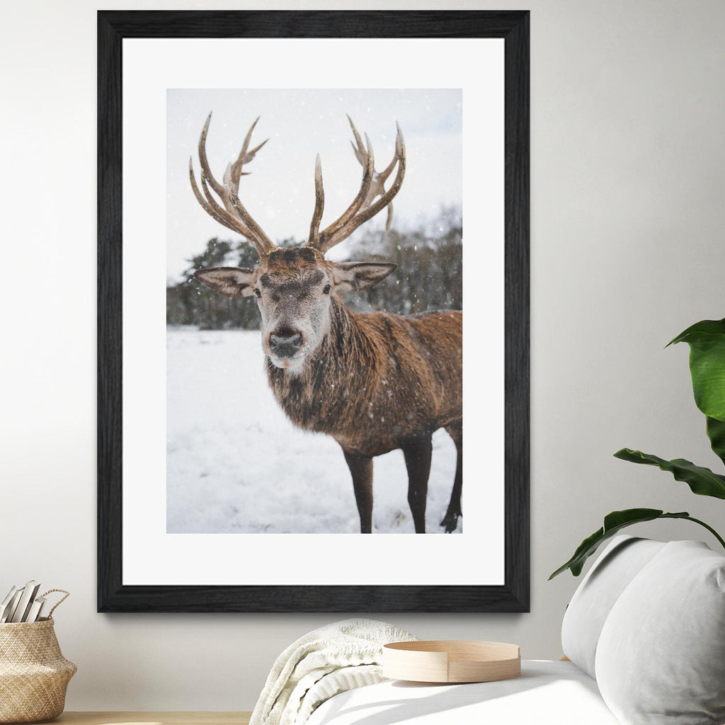 Deer by Pexels on GIANT ART - white animals
