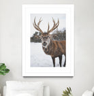 Deer by Pexels on GIANT ART - white animals