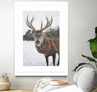 Deer by Pexels on GIANT ART - white animals