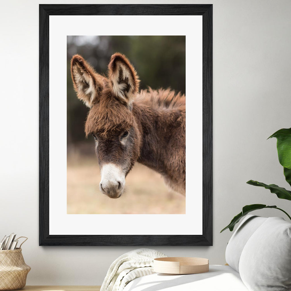 Donkey by Pexels on GIANT ART - white animals