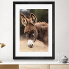 Donkey by Pexels on GIANT ART - white animals