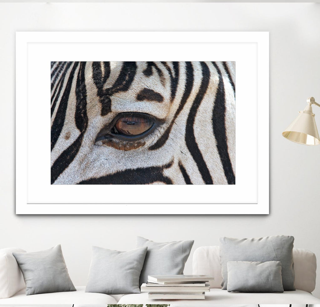 Zebra by Pexels on GIANT ART - white animals