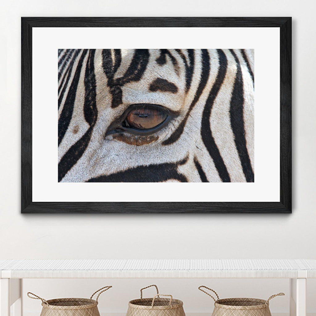 Zebra by Pexels on GIANT ART - white animals