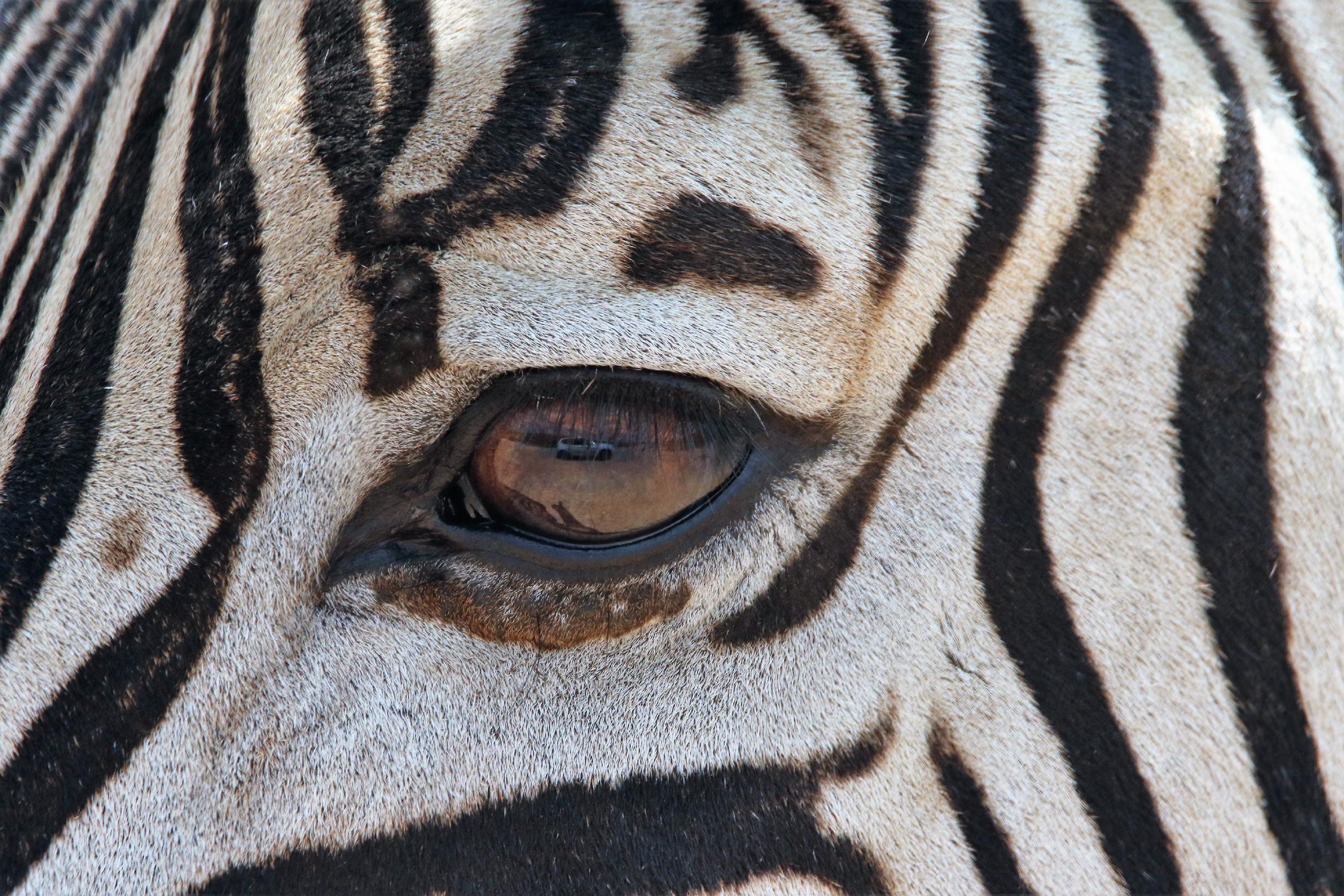 Zebra par Pexels sur GIANT ART - animaux blancs