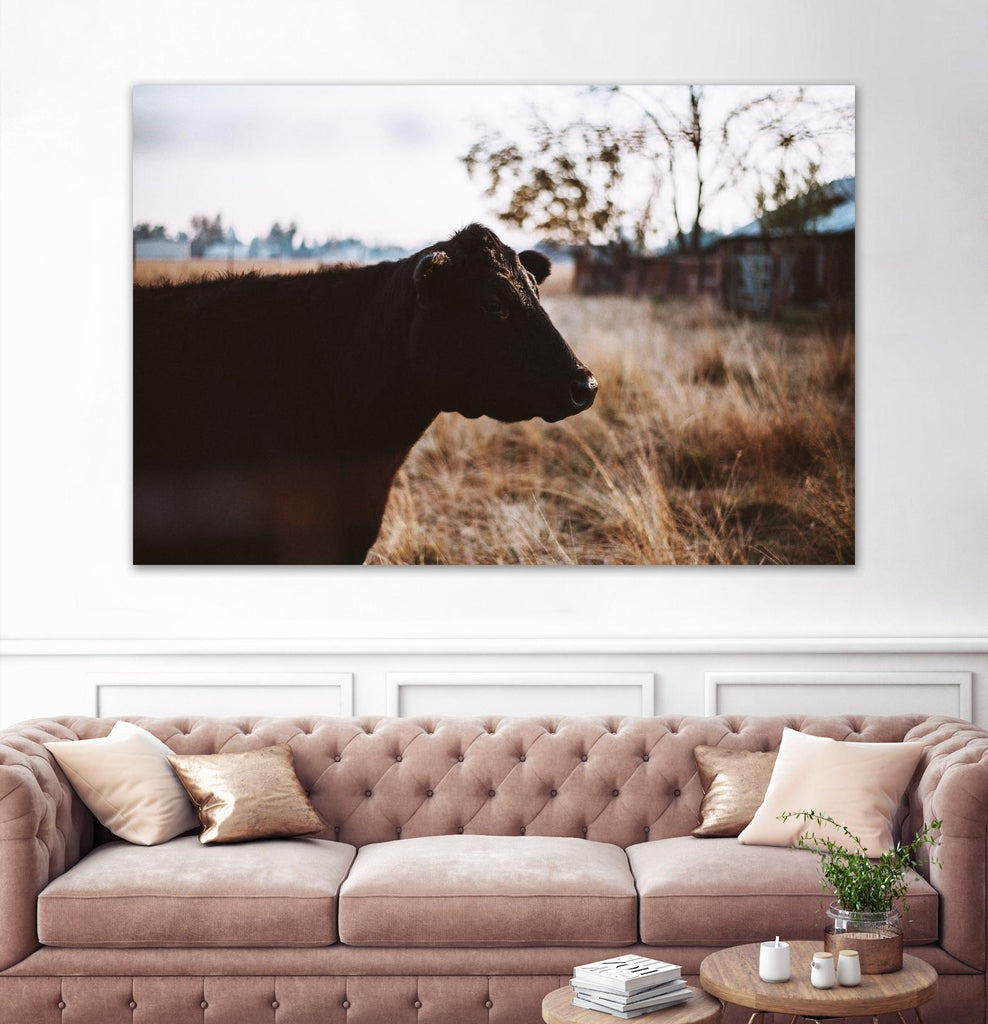 Cow by Pexels on GIANT ART - brown animals