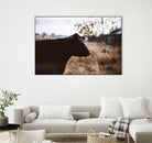 Cow by Pexels on GIANT ART - brown animals