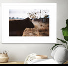 Cow by Pexels on GIANT ART - brown animals