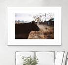 Cow by Pexels on GIANT ART - brown animals