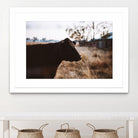 Cow by Pexels on GIANT ART - brown animals