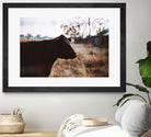 Cow by Pexels on GIANT ART - brown animals