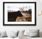 Cow by Pexels on GIANT ART - brown animals