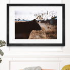 Cow by Pexels on GIANT ART - brown animals